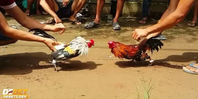 Phân tích về lý do sảnh đá gà cựa sắt luôn được yêu thích